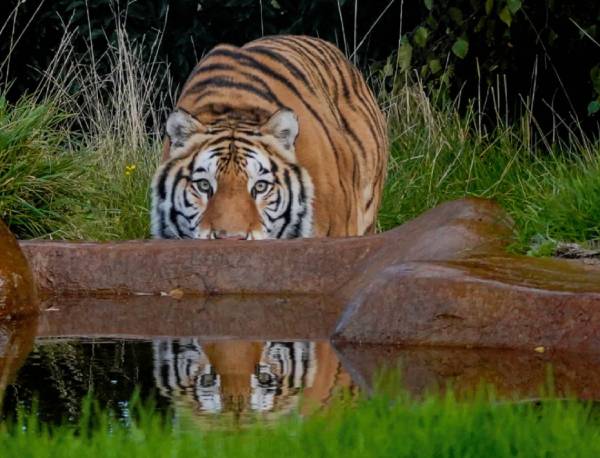Tiger at his pool.