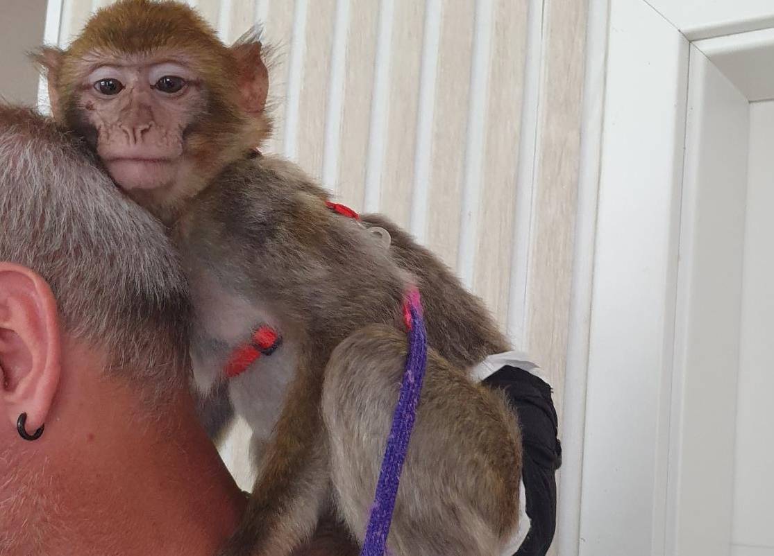 A Barbary macaque, wearing a diaper and a harness, on the shoulder of a man