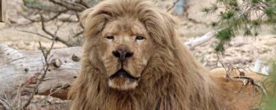 Lion laying among bushes