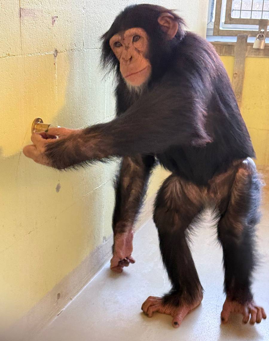 Chimpanzee standing