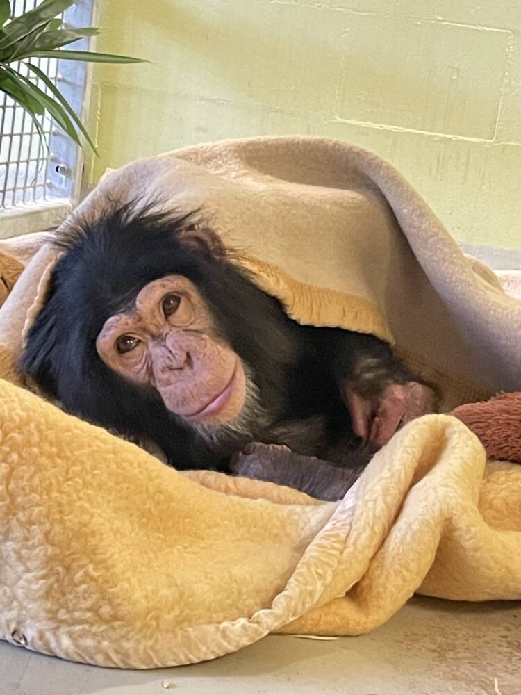 Young chimpanzee in a blanket.