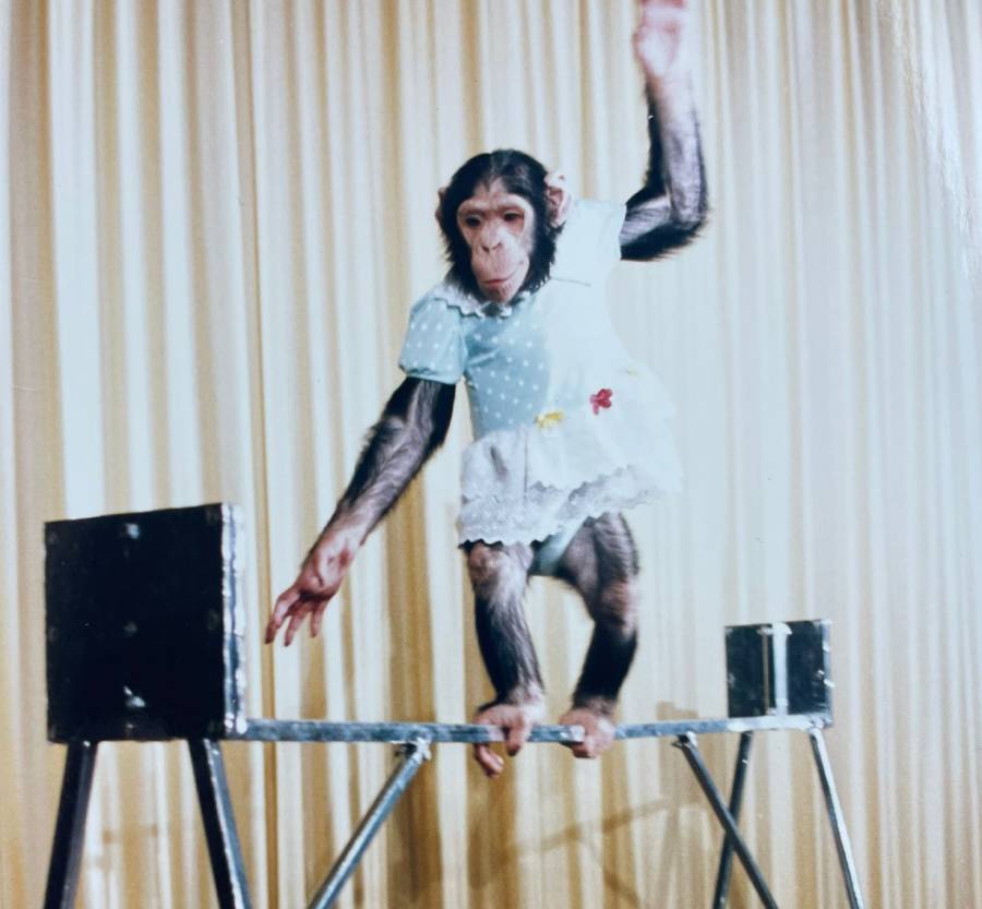 A chimpanzee in a dress stands on a table.