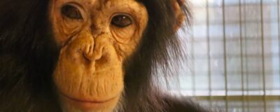 Close up of chimpanzee