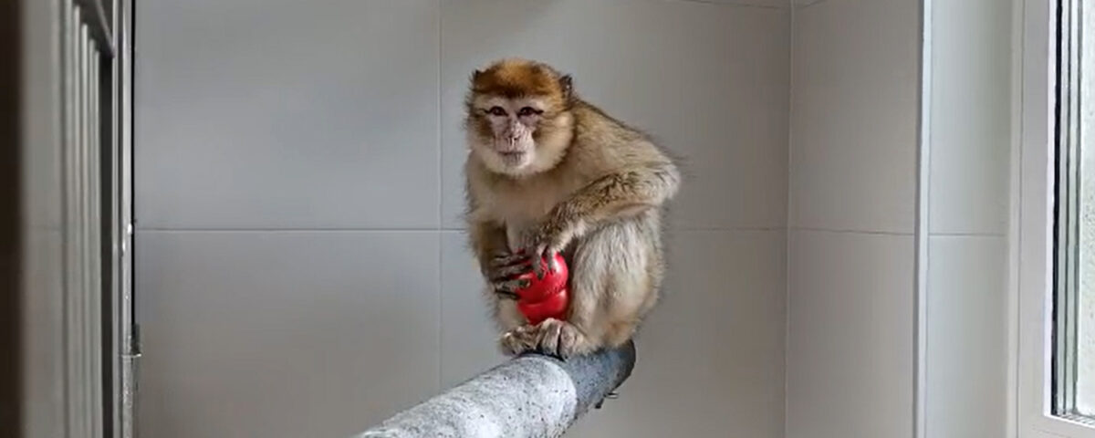 Barbary macaque sits on a pole holding a red toy