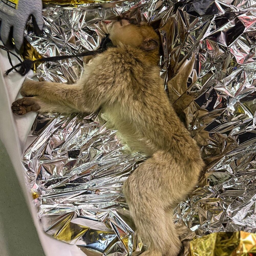 Barbary macaque laying on a heating foil and with a rope around her neck.