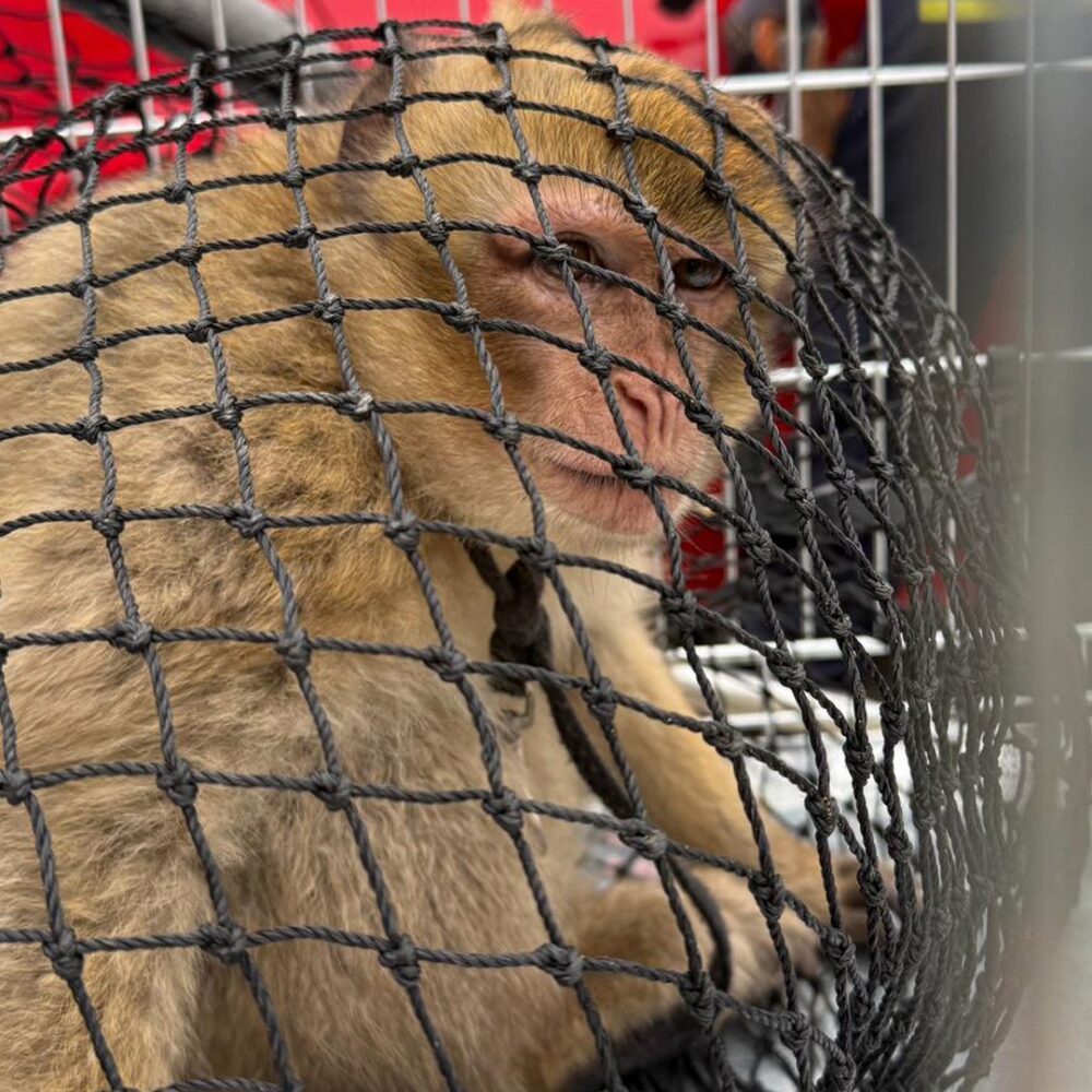 Barbary macaque caught in a net.