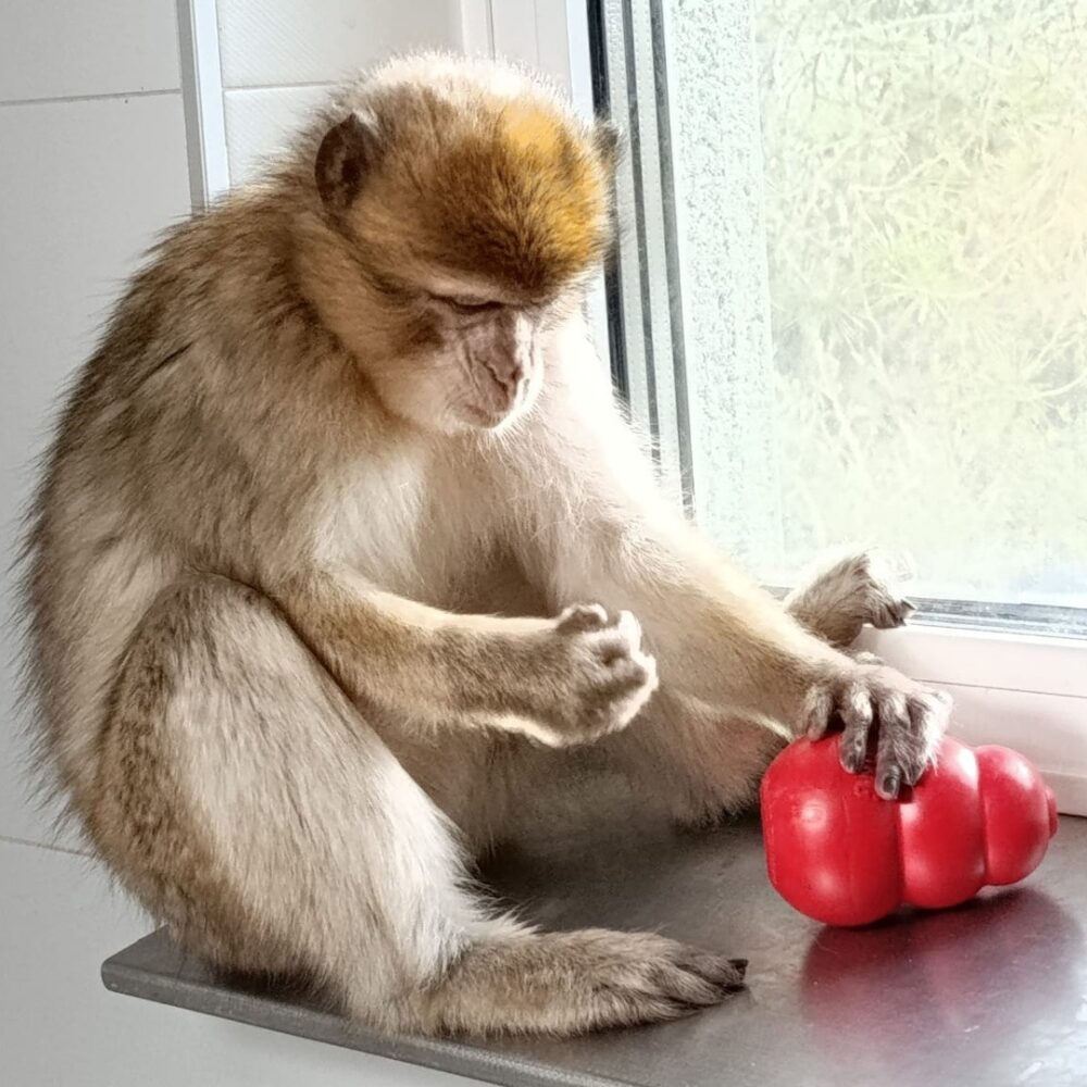 Barbary macaque sitting in a window frame playing with a red toy.