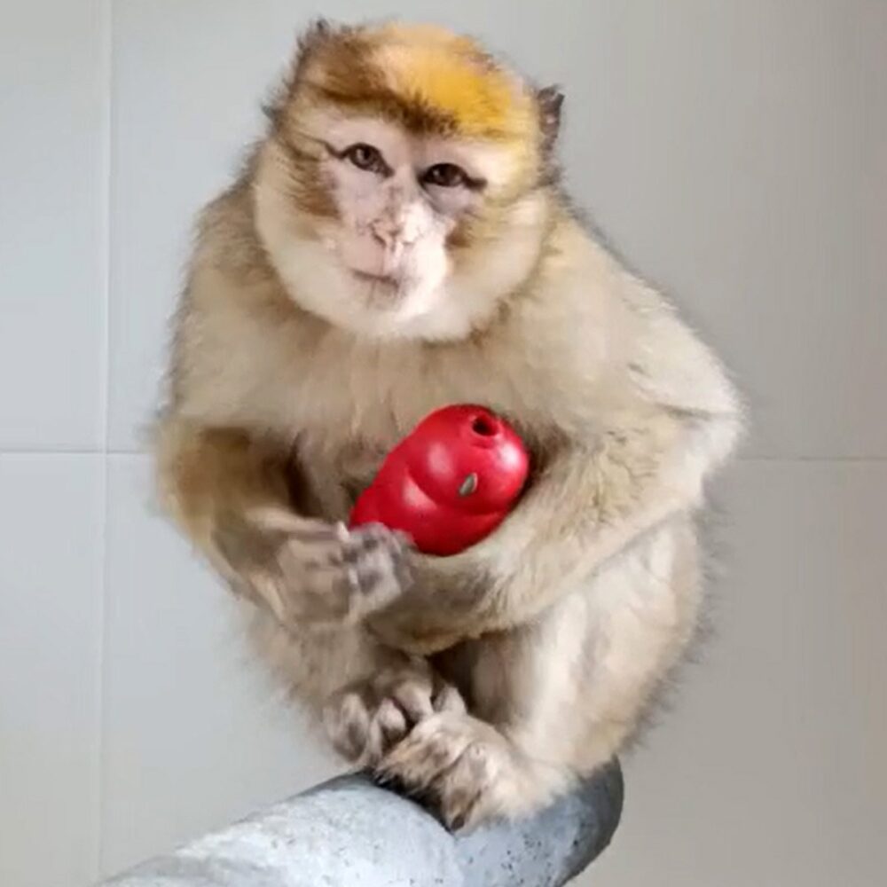 Barbary macaque sitting on a pole holding a red toy