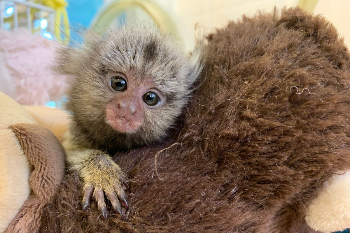 Little marmoset holding on to a stuffed animal