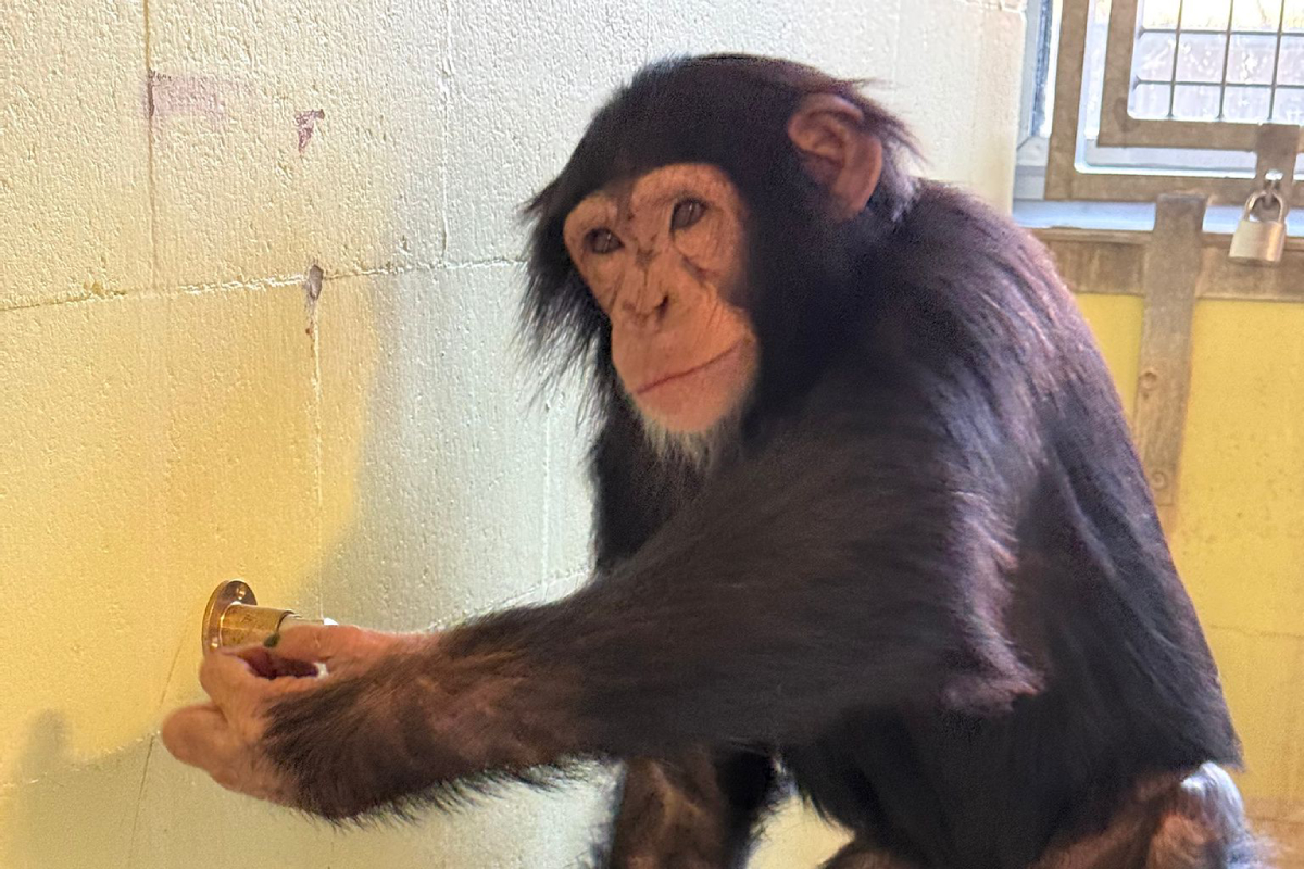 Chimpanzee standing near a wall.