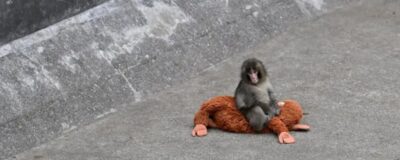 Primate sits on a stuffed animal
