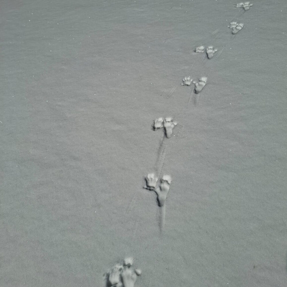 Footprints of Barbary macaques in the snow.