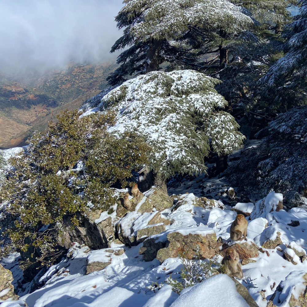 Barbary macaques in the snowy mountains.