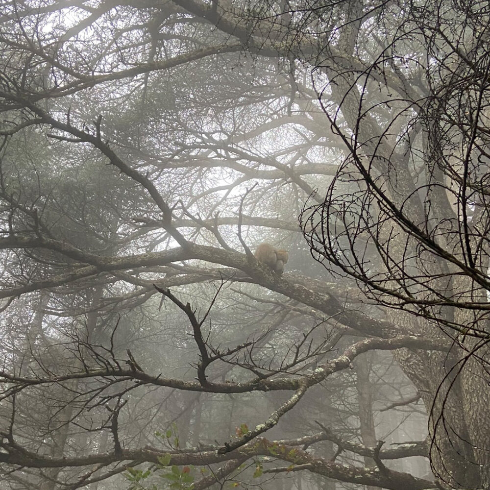 Barbary macaques on a tree branch in the fog.