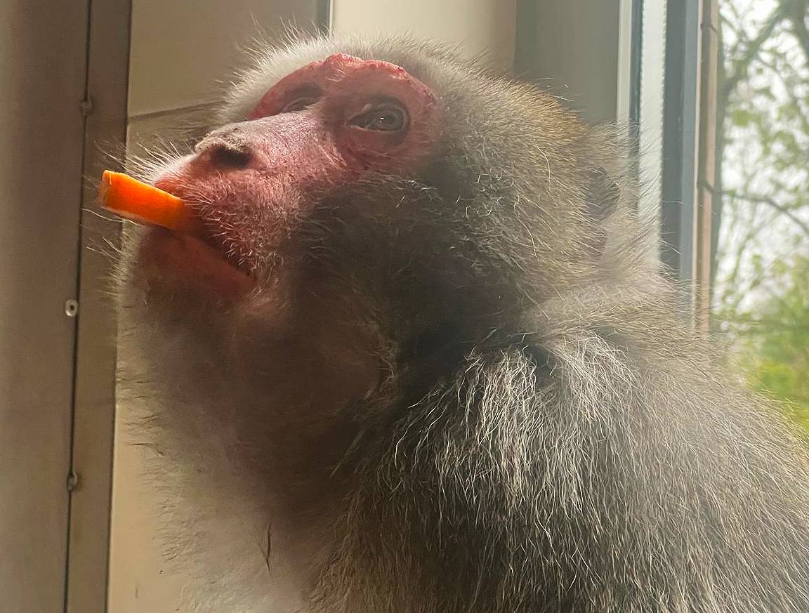 Japanese macaque eating a carrot.