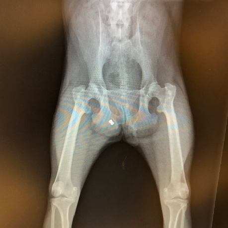 X-ray of a primate, showing a bullet.