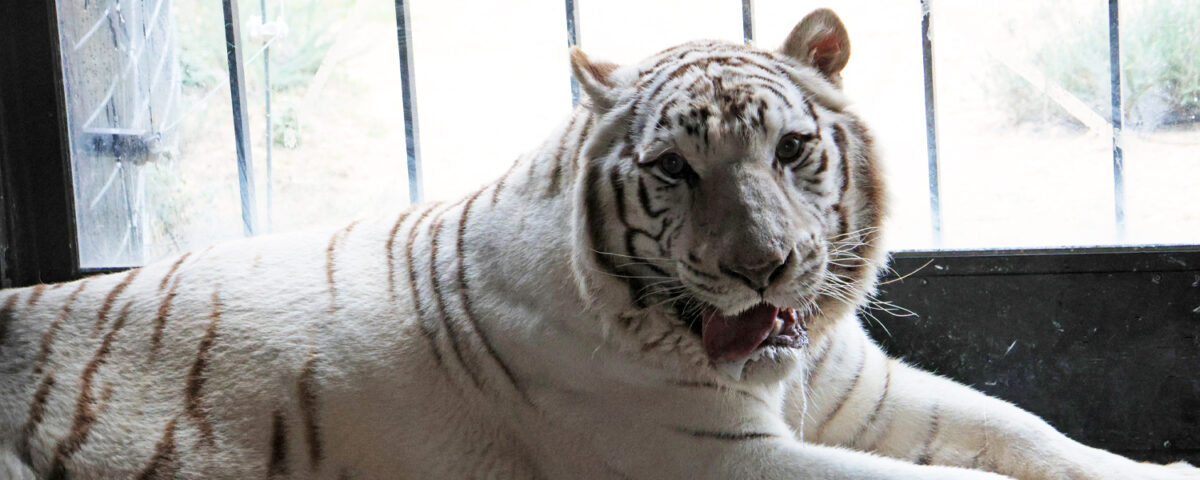 White tiger laying on the floor