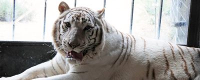 White tiger laying on the floor