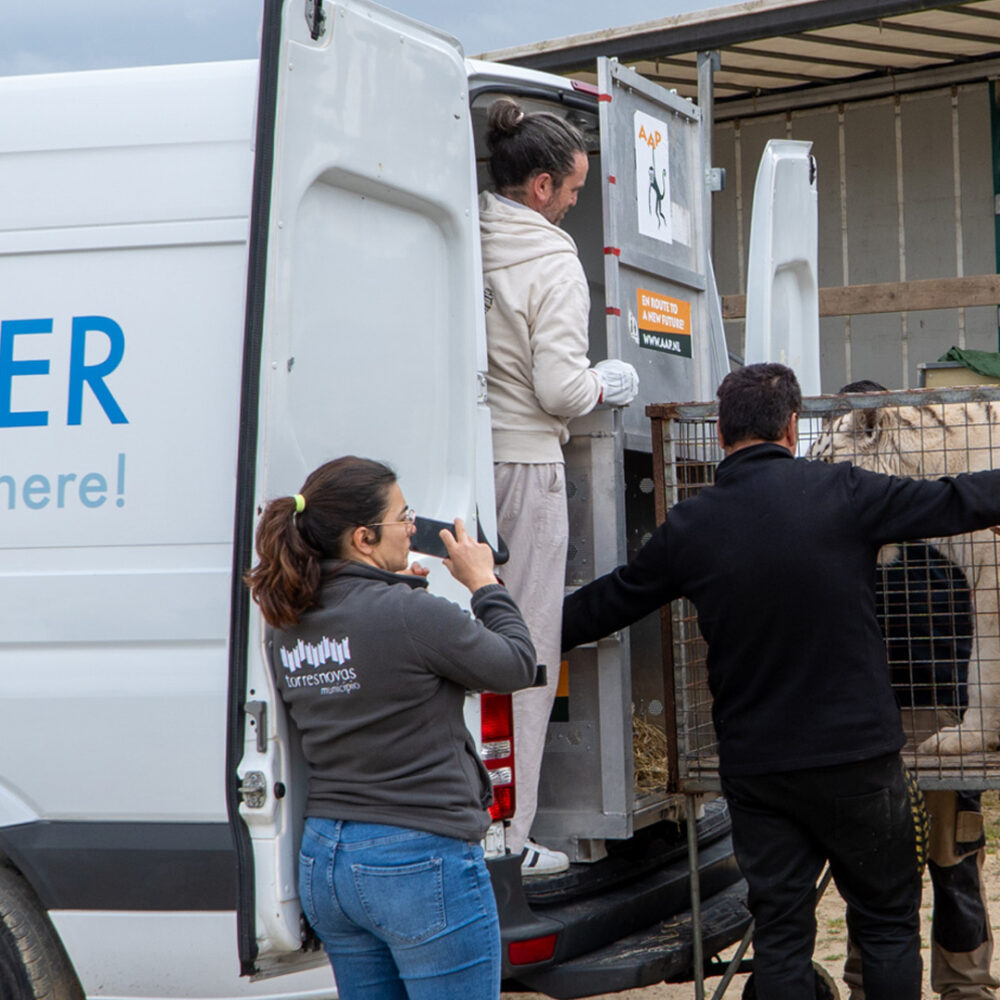 A white tiger is being transferred to a transport van.