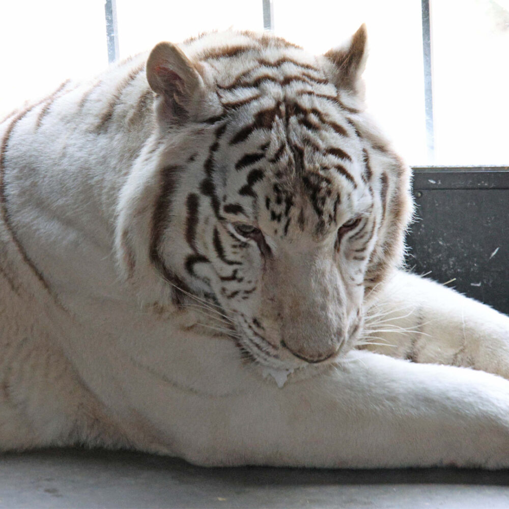 A white tiger lying on a floor.