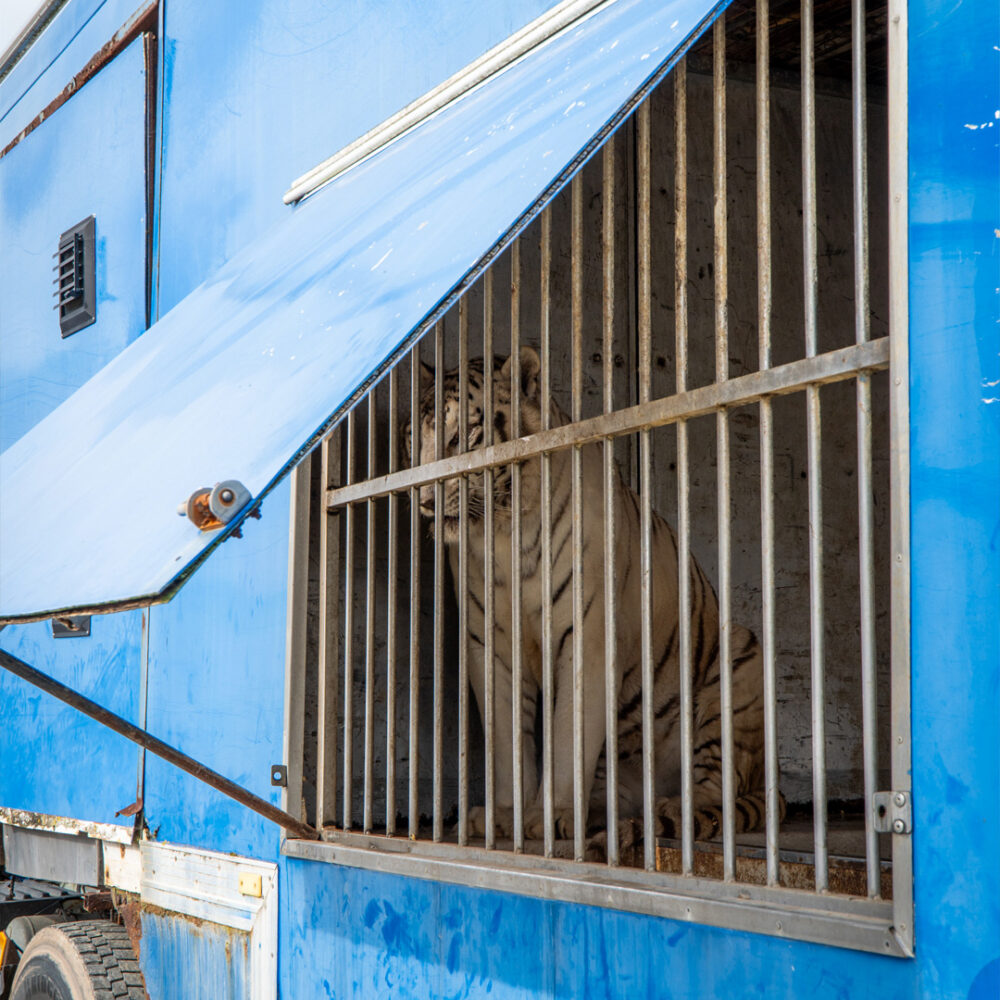 A white tiger inside a circus trailer.
