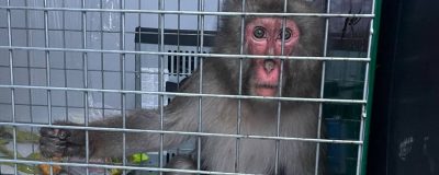 Japanese macaque in a transport cage