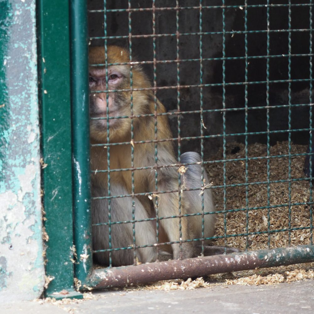 A Barbay macaque sitting behind a fence