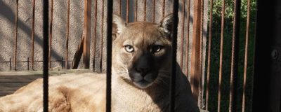 Puma laying down in its enclosure
