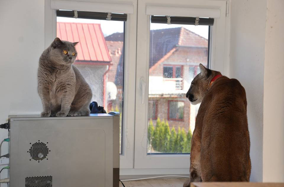 A domestic cat and puma side by side in a window