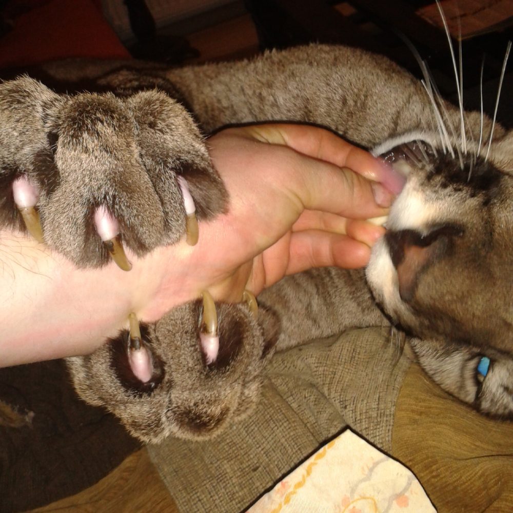 A puma holding a person's hand with its paws and mouth