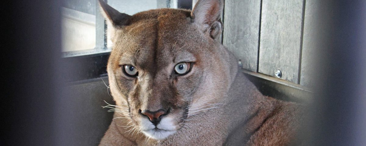A puma in an enclosure