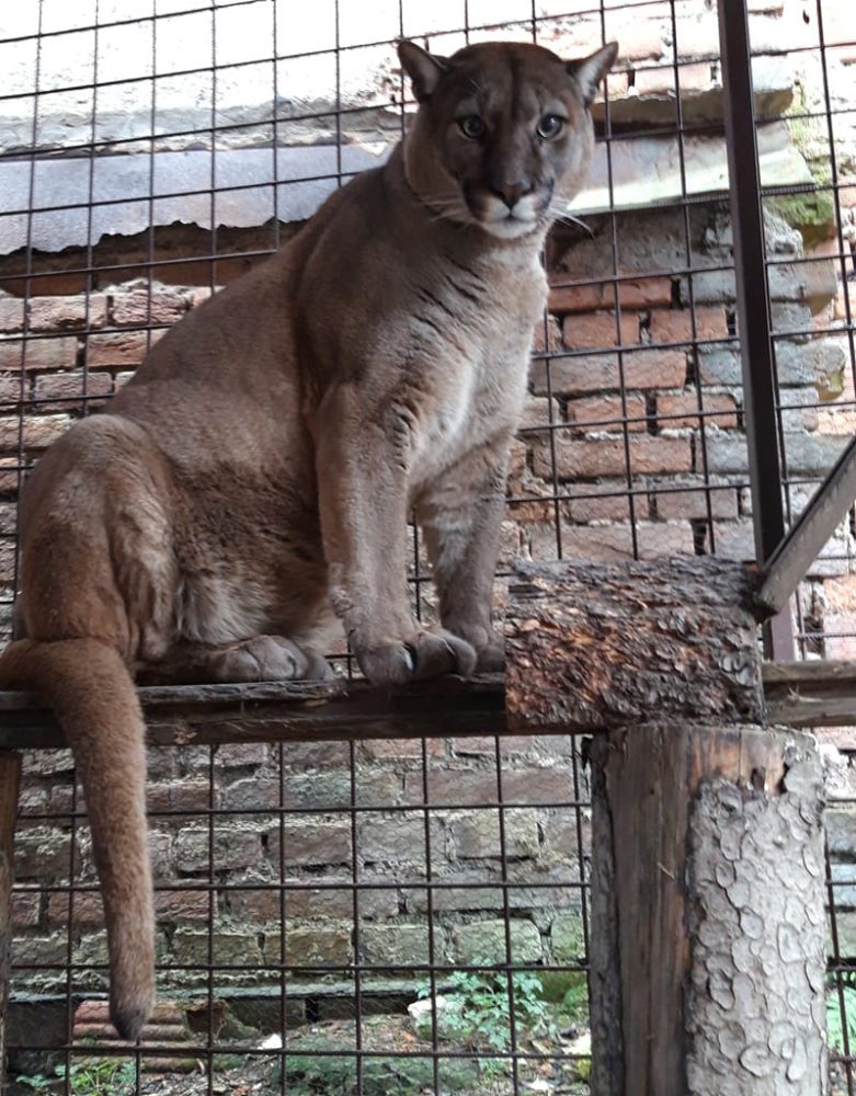 A puma sitting in an enclosure