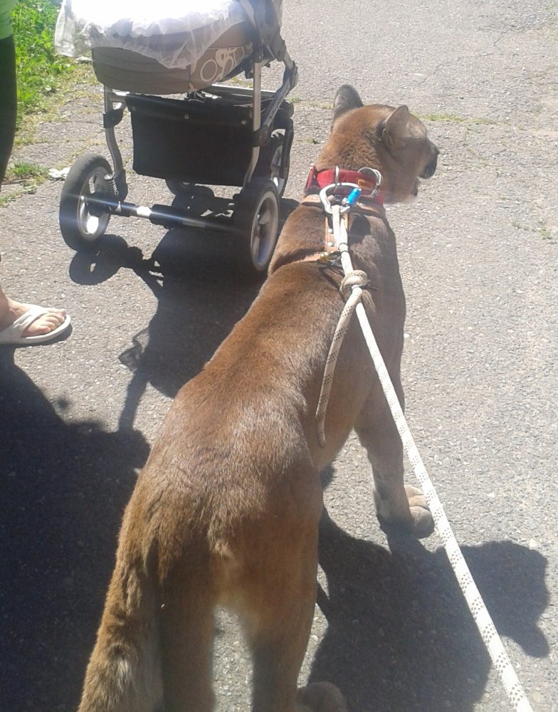 A puma on a leash, besides a baby stroller