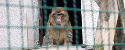 Barbary macaque behind a green fence