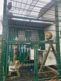 Two Barbary macaques in their enclosure