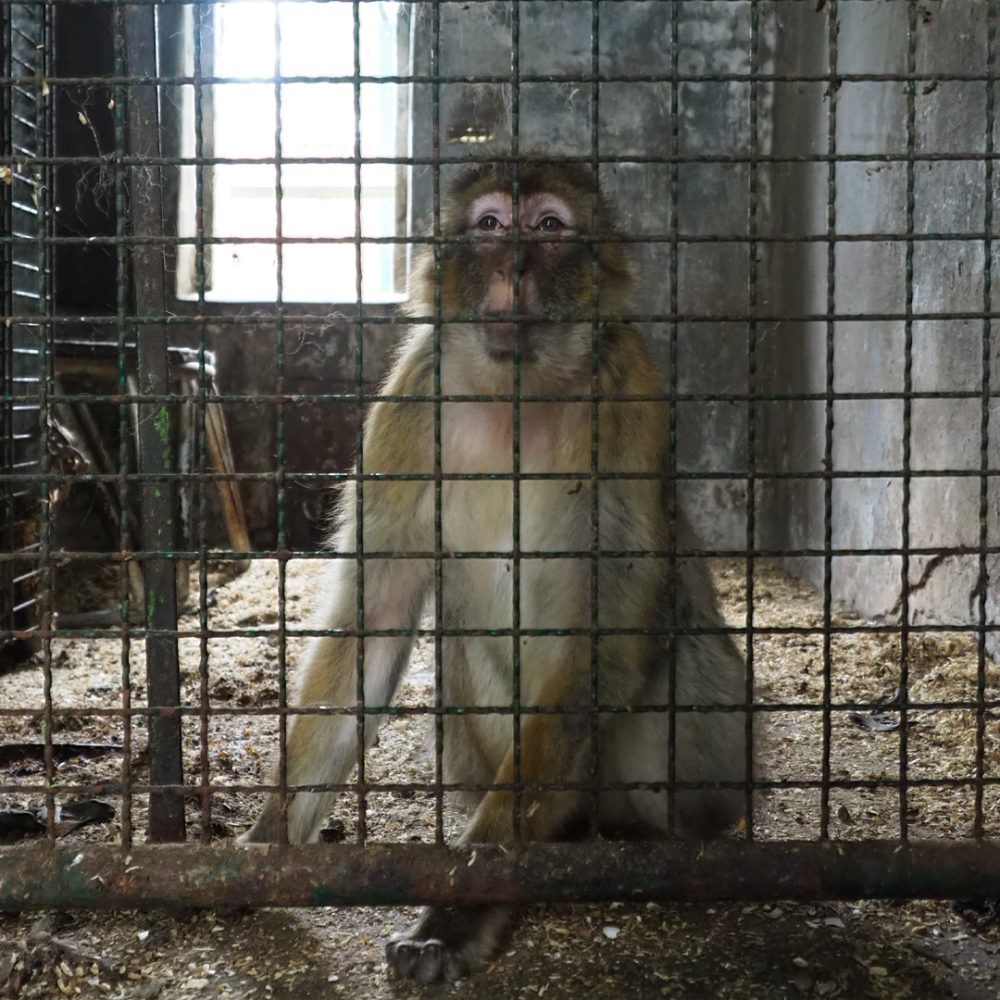 A Barbary macaque behind a fence in an inside enclosure