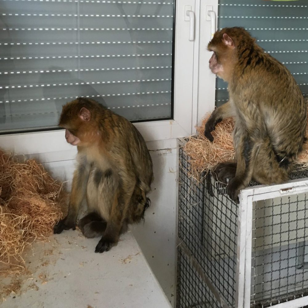 Two Barbary macaques in an enclosure