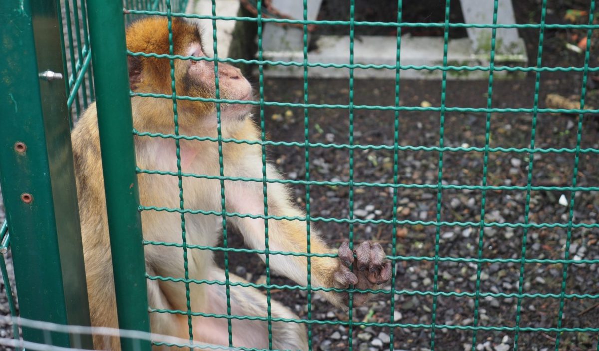 Barbary macaque in an outside enclosure, sitting behind a fence.