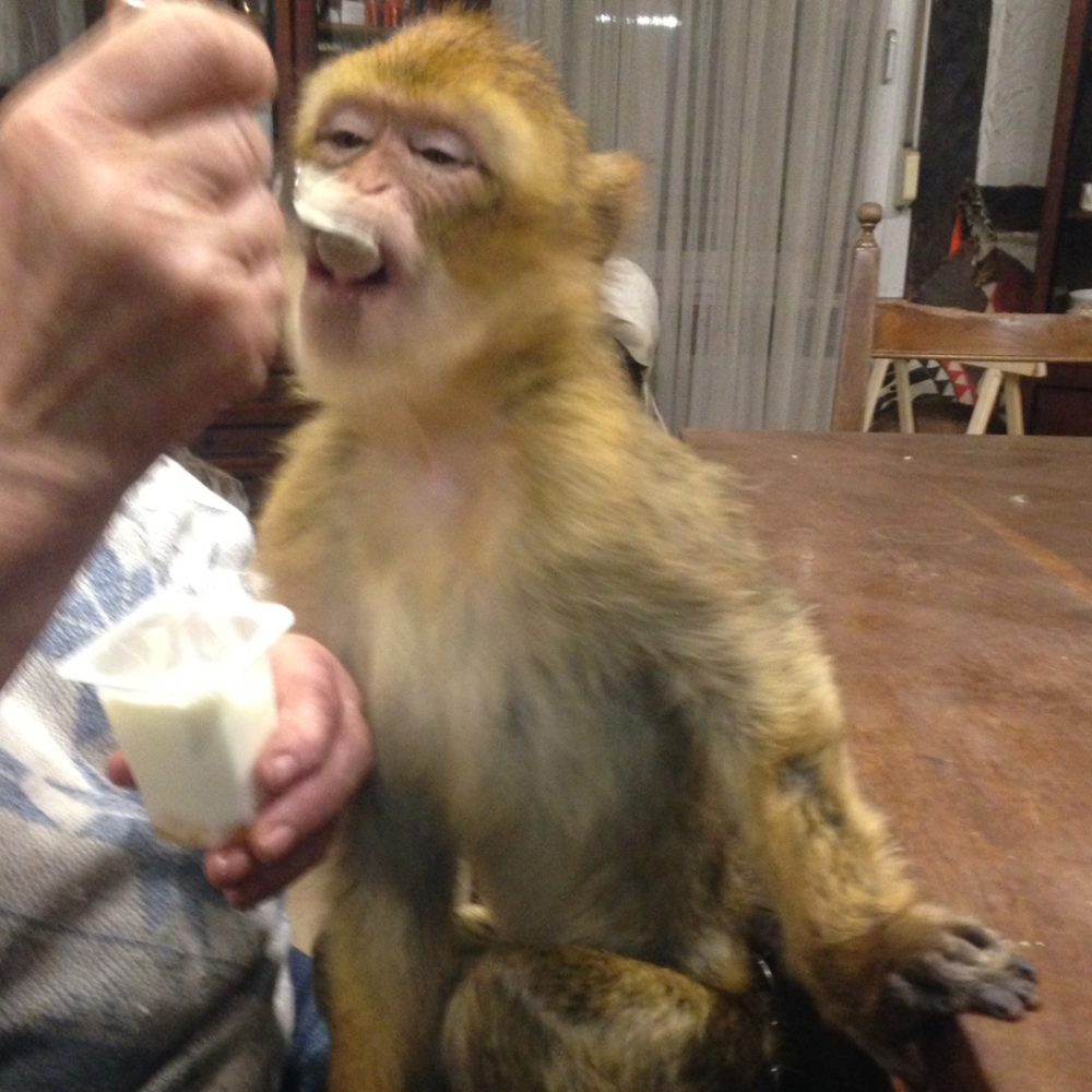 A Barbary macaque is being fed by a person