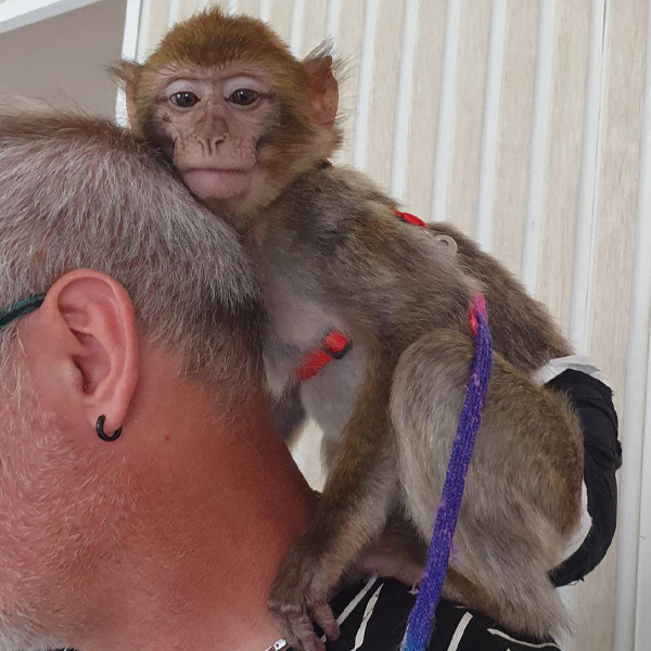 Barbary macaque, wearing a diaper and a harness, sitting on a man's schoulder