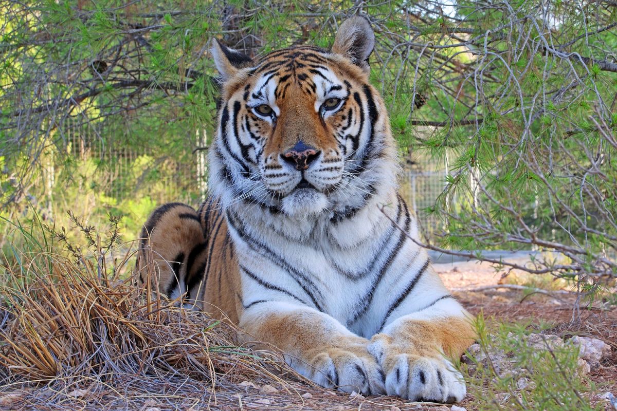 A tiger lying down amongst bushes.