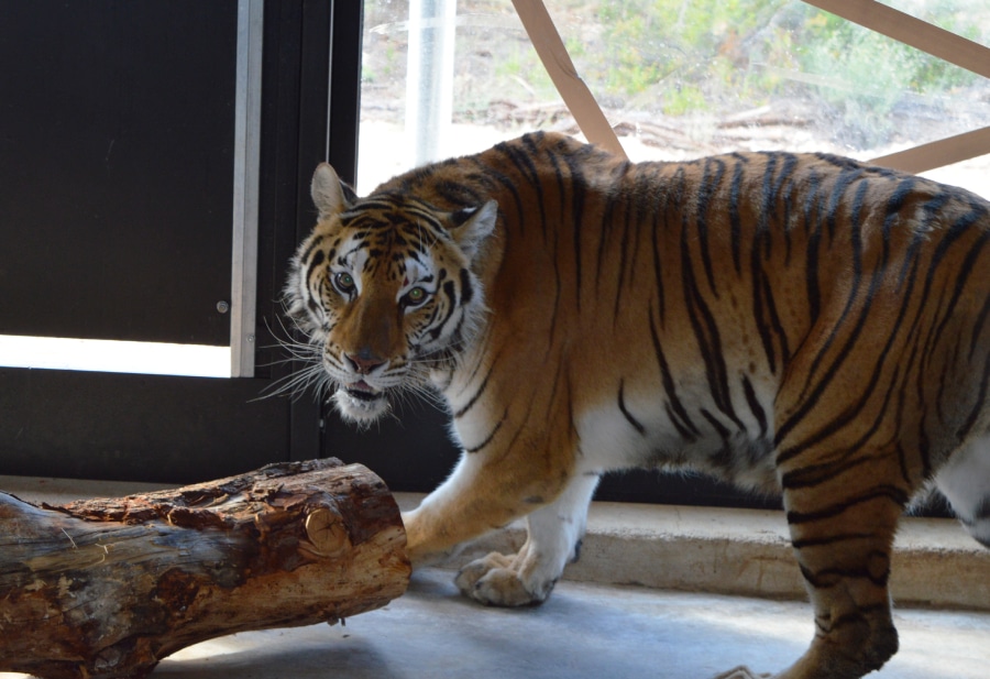 A tiger looks at the camera, standing beside a log on a concrete floor.