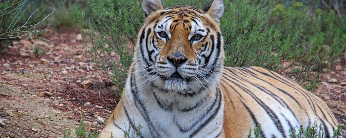 Tiger lying down amongst bushes.