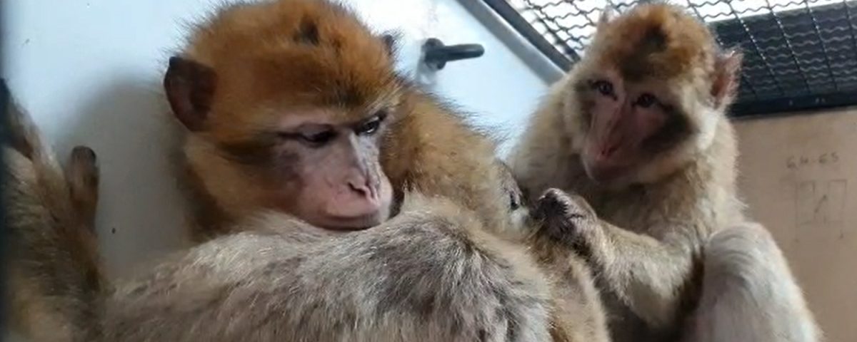 Two Barbary macaques sitting next to each other