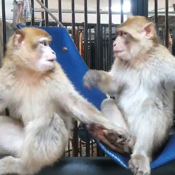 Two Barbary macaques sitting next to each other and looking at each other.