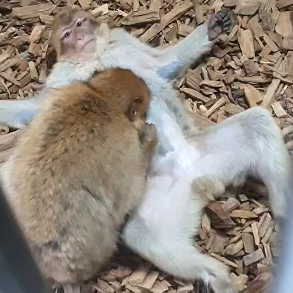 Two Barbary macaques, one is laying on his back while the other grooms his stomach.
