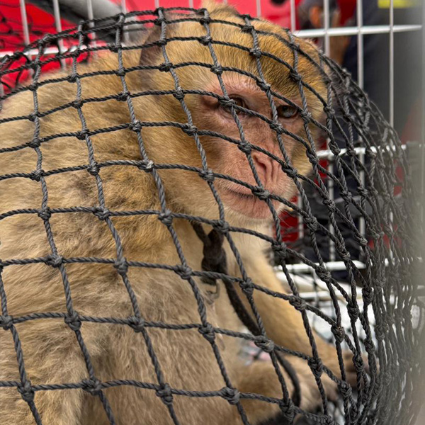 Barbary macaque caught in a net, looking into the camera.