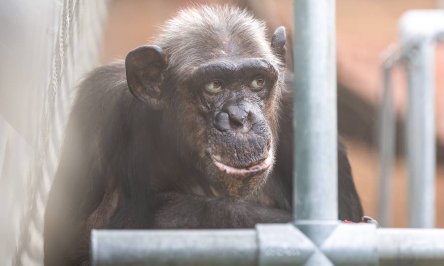 Chimpanzee sitting behind a metal pipe.