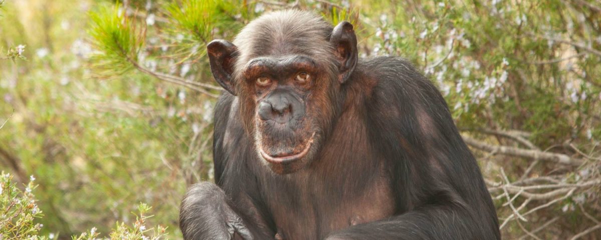 Chimpanzee looking into the camera.