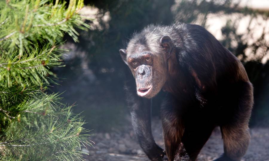 Chimpanzee amongst bushes looking up towards the camera.